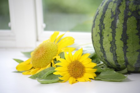 Sunflower and watermelonの写真素材