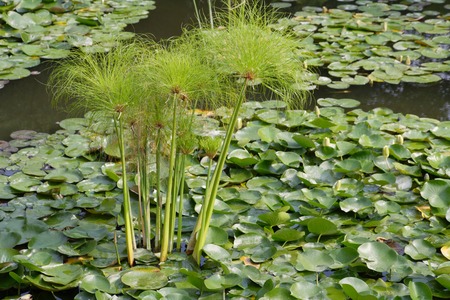 Papyrusの写真素材