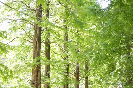 Metasequoiaの写真素材