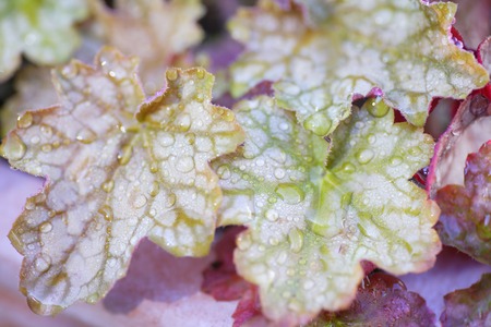 Heucheraの写真素材