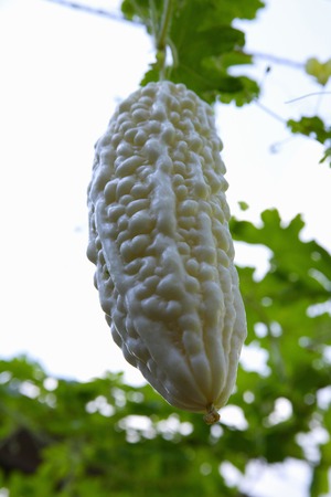 Bitter melon fruitの写真素材