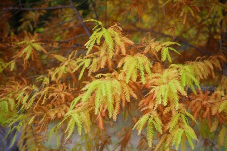 Metasequoiaの写真素材