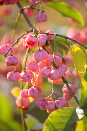 Mayumiの写真素材