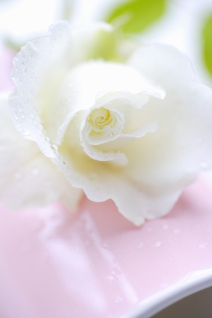 White Rose