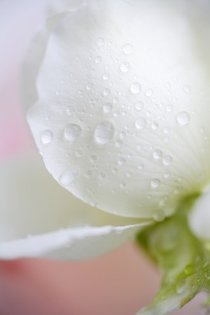 White Roseの写真素材