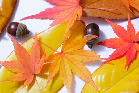 Deciduous and fruit treeの写真素材