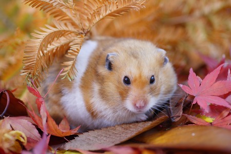 Hamster fallの写真素材