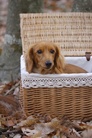 Miniature Dachshundの写真素材