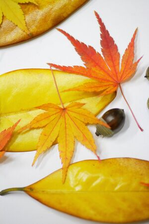 Deciduous and fruit treeの写真素材