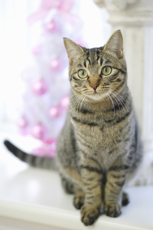 Cats and Christmasの写真素材