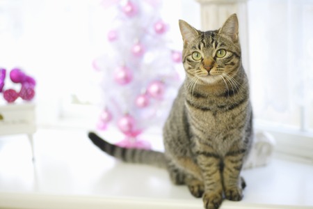 Cats and Christmasの写真素材