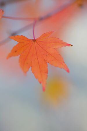 Autumn leaves