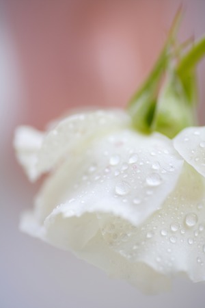 White Roseの写真素材