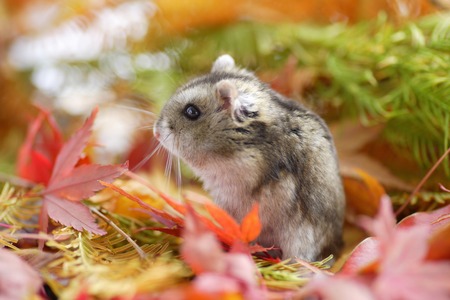 Hamster fallの写真素材