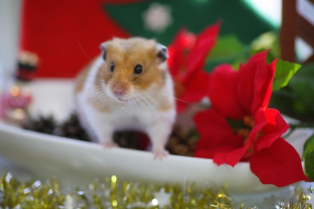 Hamsters Christmasの写真素材