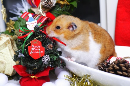 Hamsters Christmasの写真素材