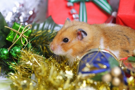 Hamsters Christmasの写真素材
