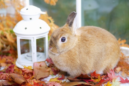 Rabbit fallの写真素材