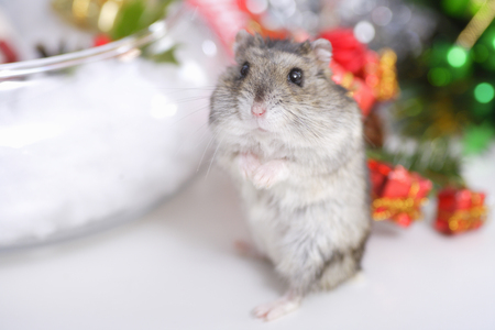 Djungarian Hamsterの写真素材