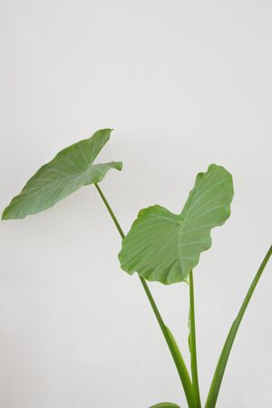 Foliage plantsの写真素材