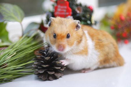 Hamsters Christmasの写真素材