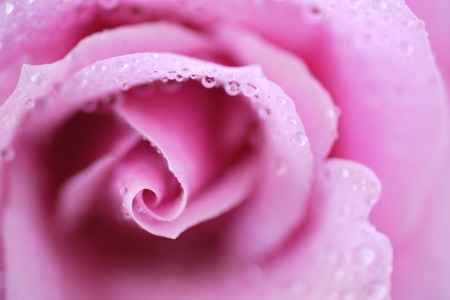 Roseの写真素材