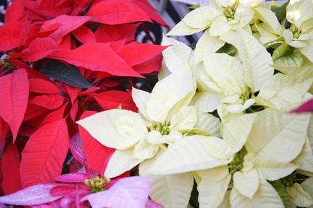 Poinsettiaの写真素材