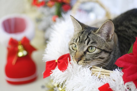 Cats and Christmasの写真素材