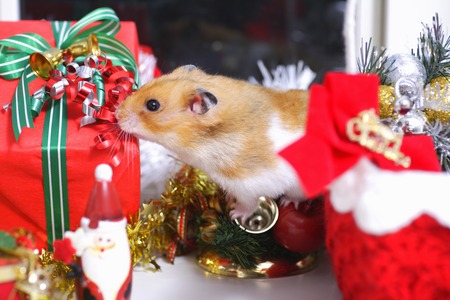 Hamsters Christmasの写真素材