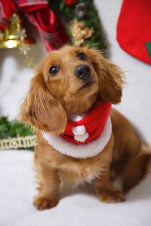 Miniature Dachshundの写真素材