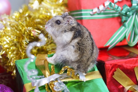 Djungarian Hamsterの写真素材