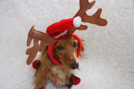 Christmasの写真素材