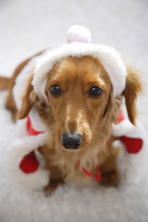Christmasの写真素材