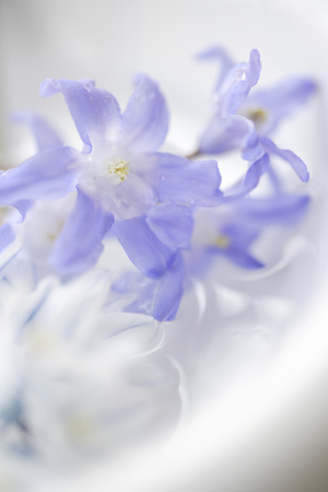 Lutcocorineの写真素材