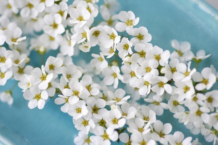 Spiraea thunbergii