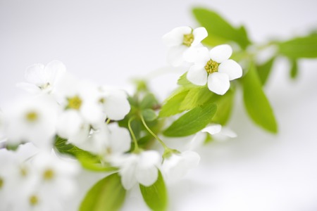 Spiraea thunbergiiの写真素材