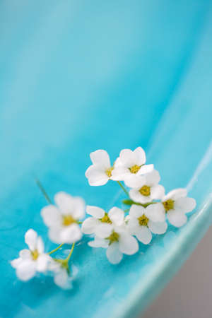 Spiraea thunbergii