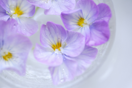 Pansy, which was floated on waterの写真素材