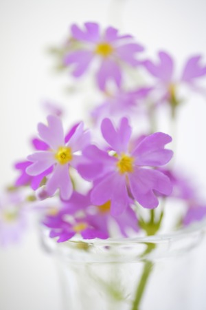 Pink primroseの写真素材