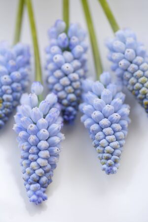 Muscari armeniacumの写真素材