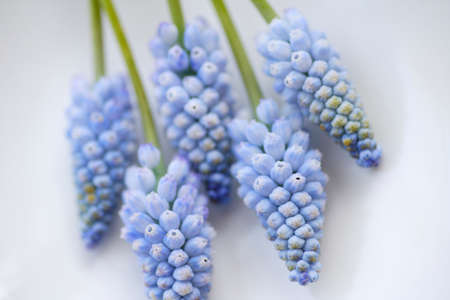 Muscari armeniacumの写真素材