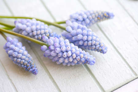 Muscari armeniacumの写真素材