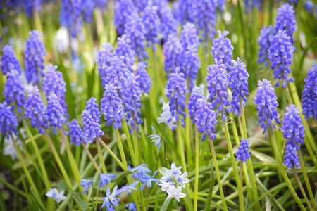 Gregariousness of Muscariの写真素材