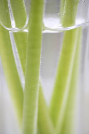 Gerbera stem