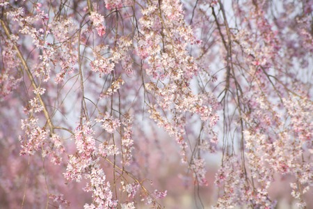 Weeping cherry treeの写真素材