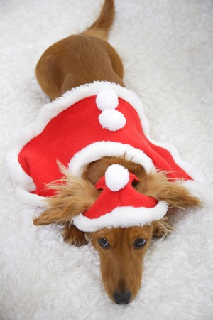 Christmasの写真素材