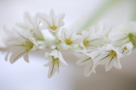 Spring Flower Arumの写真素材