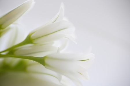 Spring Flower Arumの写真素材