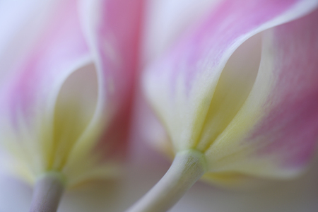 Pink Tulipの写真素材