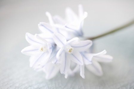 Lutcocorine